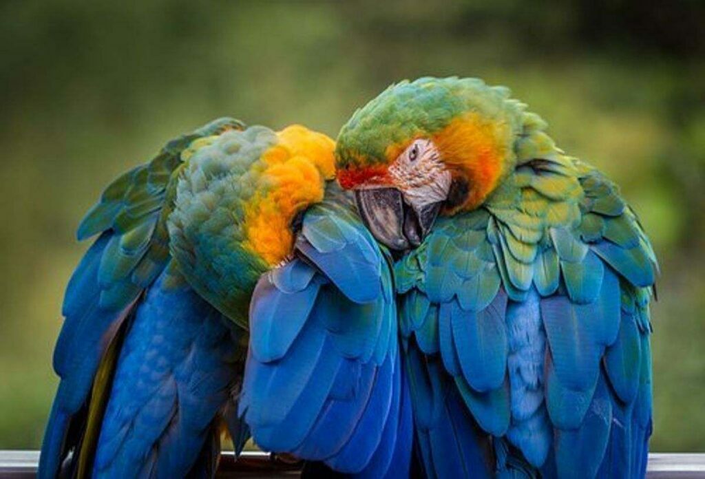 Shipping Your Pet Bird