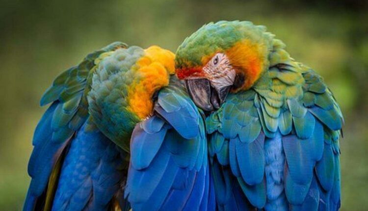 Shipping Your Pet Bird