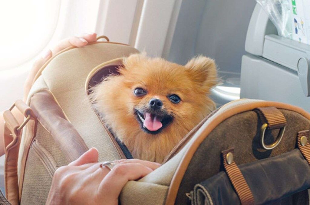 How To Book A Flight With A Dog