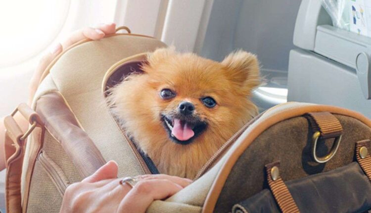 How To Book A Flight With A Dog