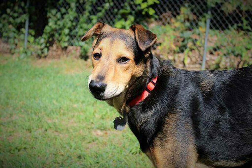 How to Make a Rescued Dog Your Own
