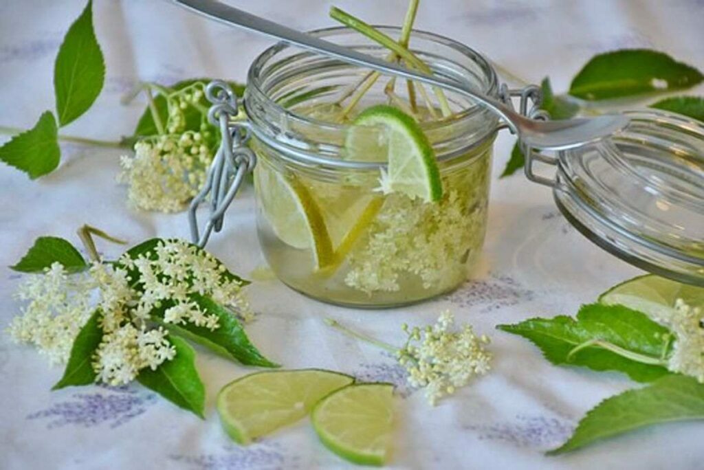 Citrus Juicer Reviews
