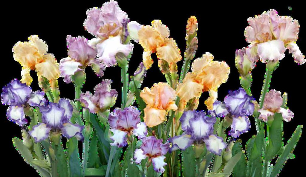 iris garden