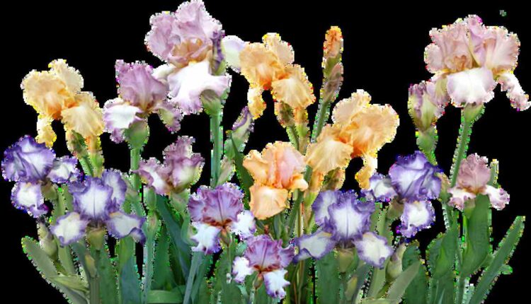 iris garden