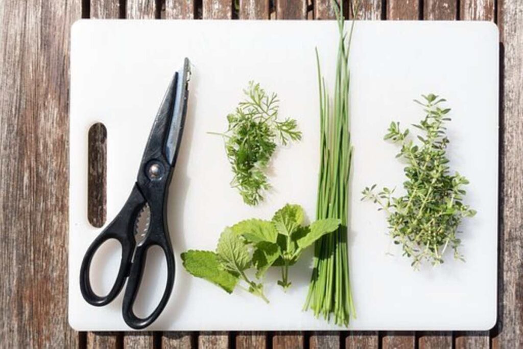 kitchen herb garden