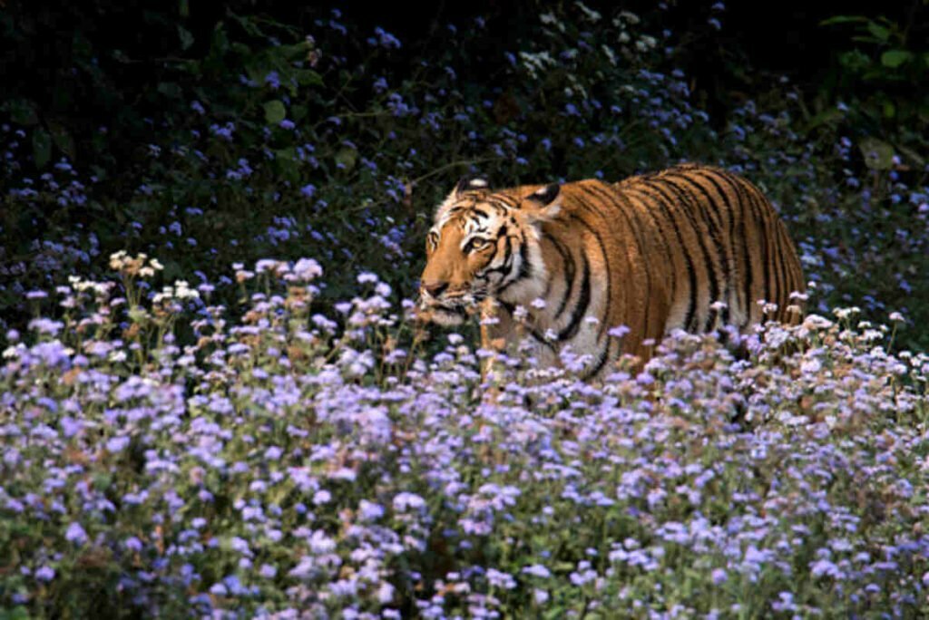 jim corbett national park