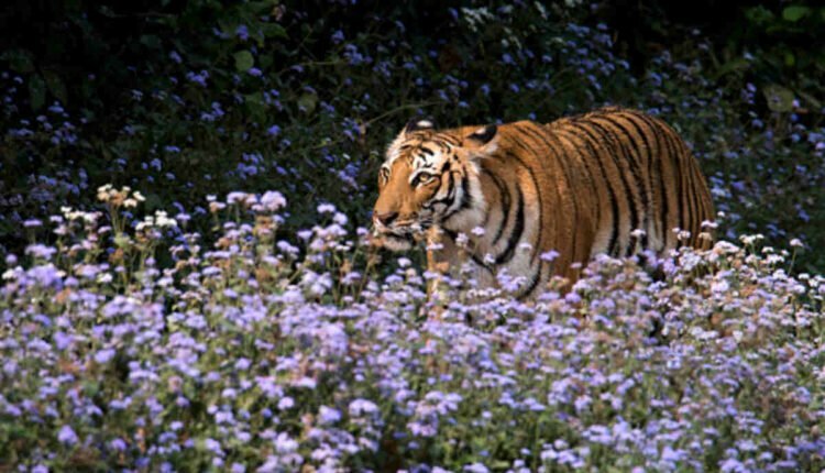 jim corbett national park