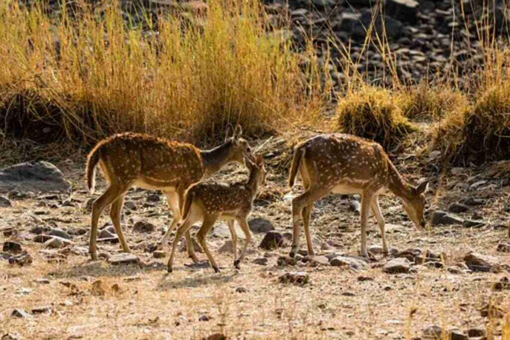 ranthambore