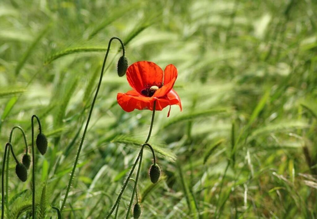 Dry poppy pods