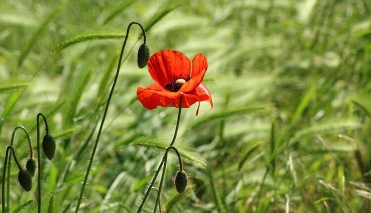 Dry poppy pods