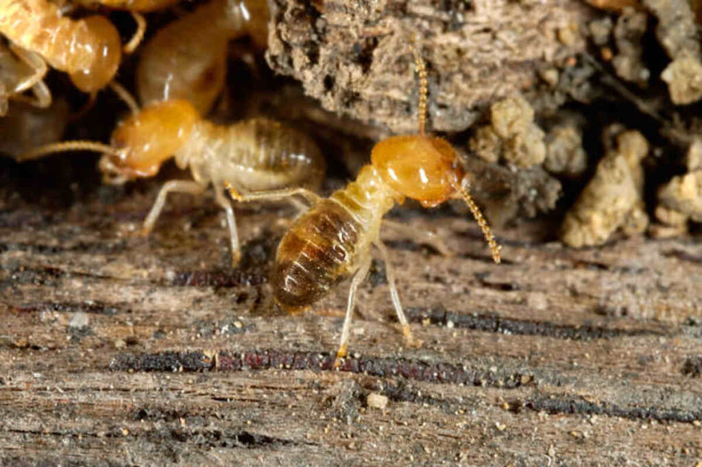 Pestcom Pest Control