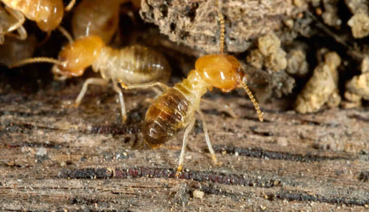 Pestcom Pest Control