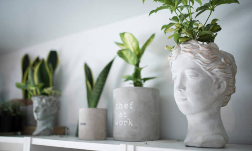 Indoor Plant