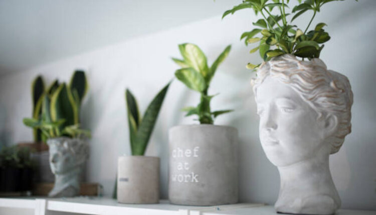 Indoor Plant
