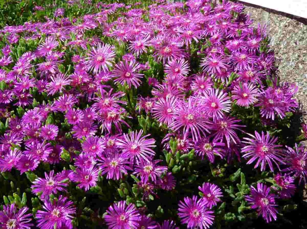Ice Plant Succulent