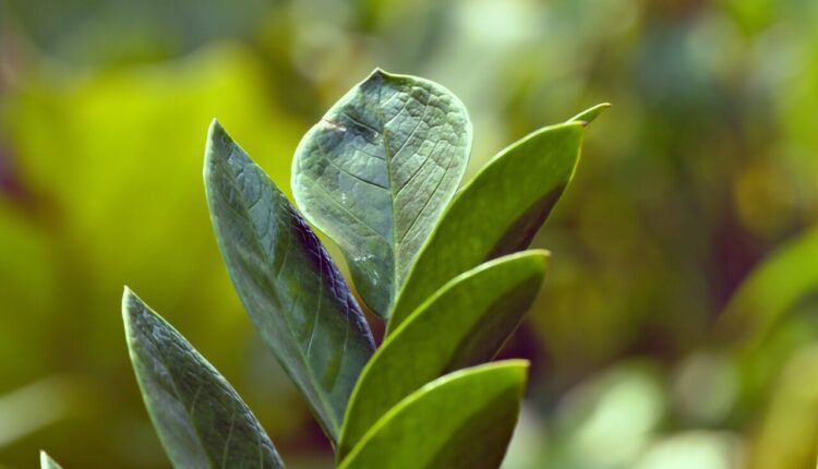 ZZ Plant