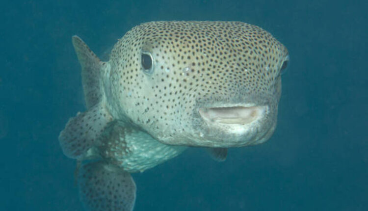 Fish and Fugu