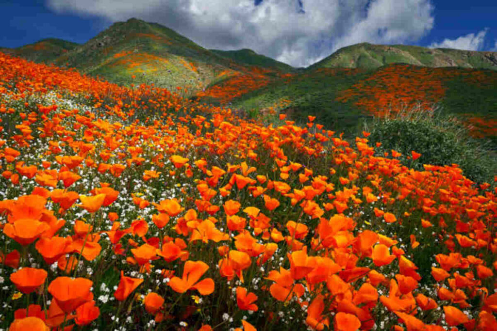 Grow Poppies
