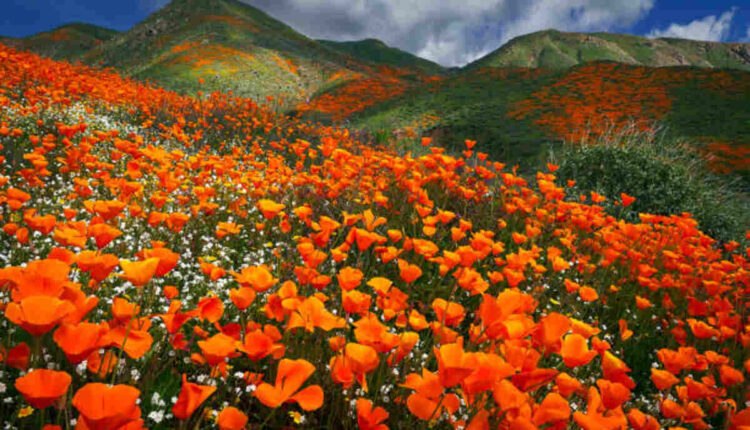Grow Poppies