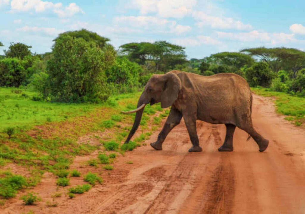 How to Reach Jim Corbett National Park in India