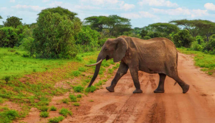 How to Reach Jim Corbett National Park in India