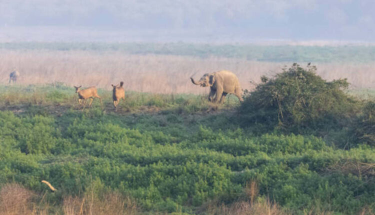 How to Reach Jim Corbett National Park, Uttarakhand