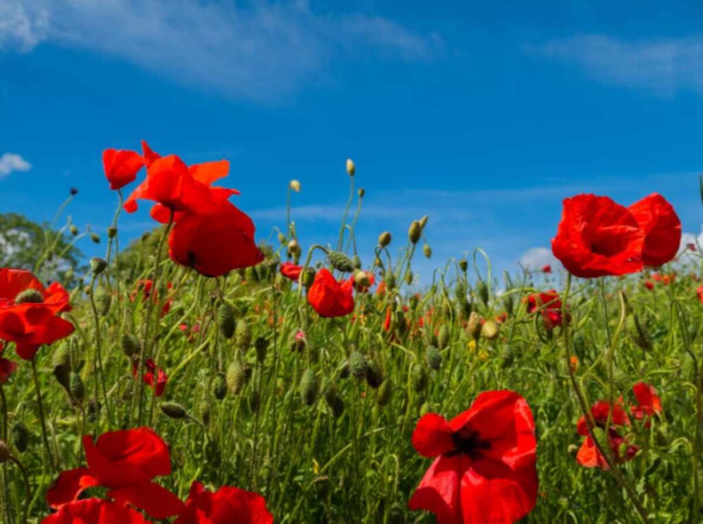 poppy pods for sale