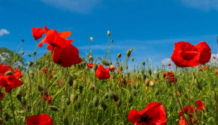 poppy pods for sale
