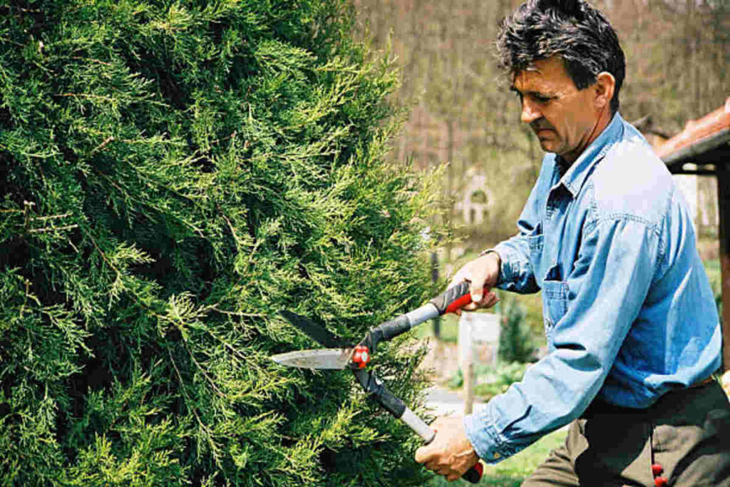 tree services San Ramon