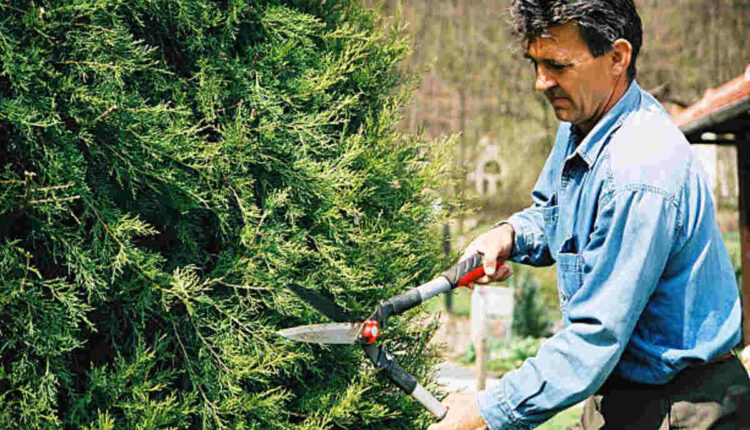 tree services San Ramon