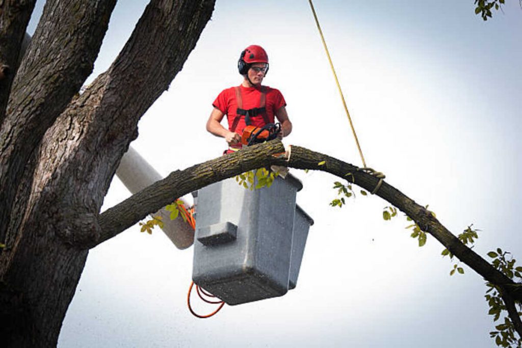 tree removal monte sereno