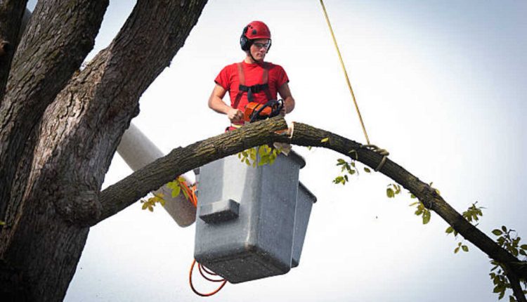 tree removal monte sereno